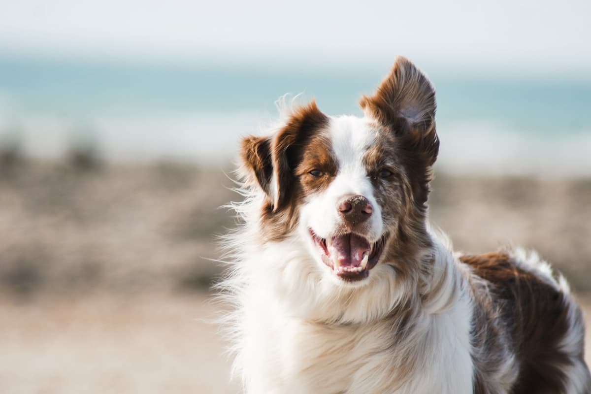 Pet Care & Grooming